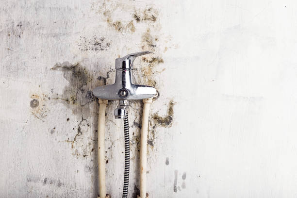 Best Professional Mold Removal  in Hallowell, ME