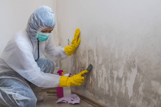 Best Same-Day Mold Removal  in Hallowell, ME