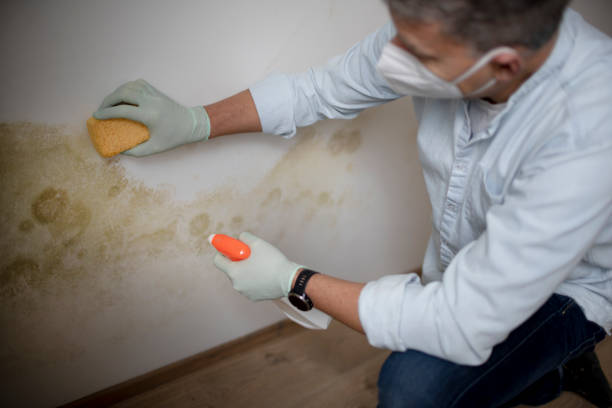 Best Office Mold Removal Services  in Hallowell, ME