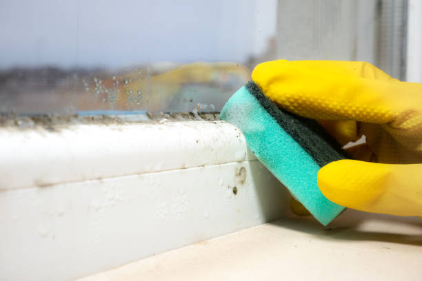 Best Mold Testing  in Hallowell, ME