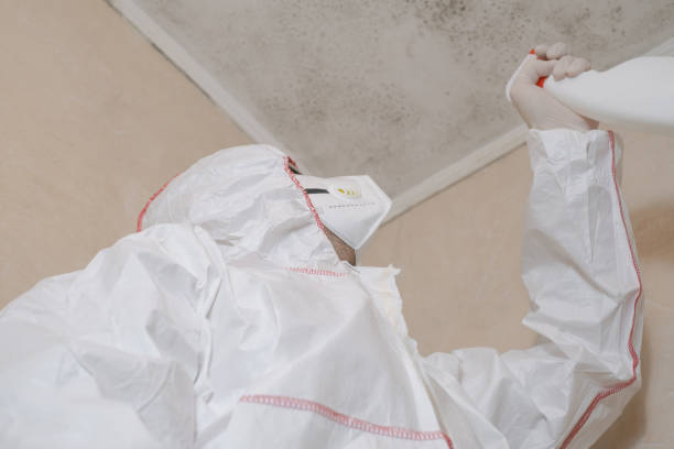 Best Commercial Mold Removal  in Hallowell, ME