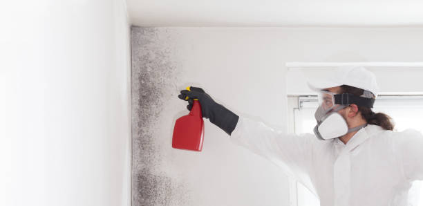 Best Residential Mold Removal  in Hallowell, ME