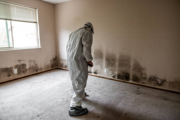 Best Mold Removal Company Near Me  in Hallowell, ME