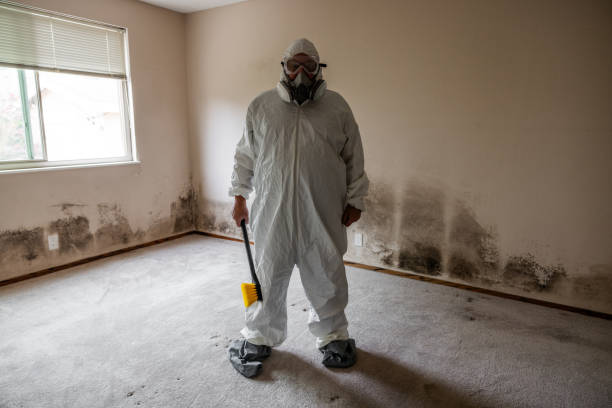 Best Black Mold Removal  in Hallowell, ME