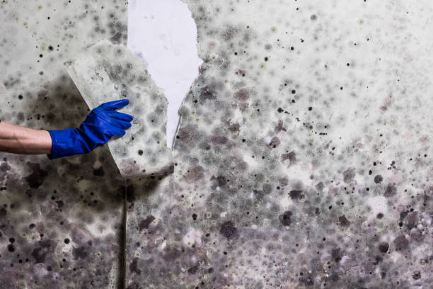 Best Mold Remediation  in Hallowell, ME