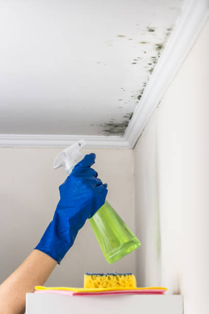 Best Attic Mold Removal  in Hallowell, ME